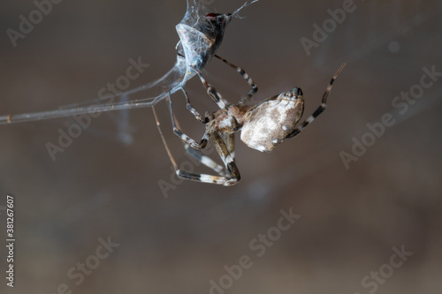 Spider woven to wrap their prey on web