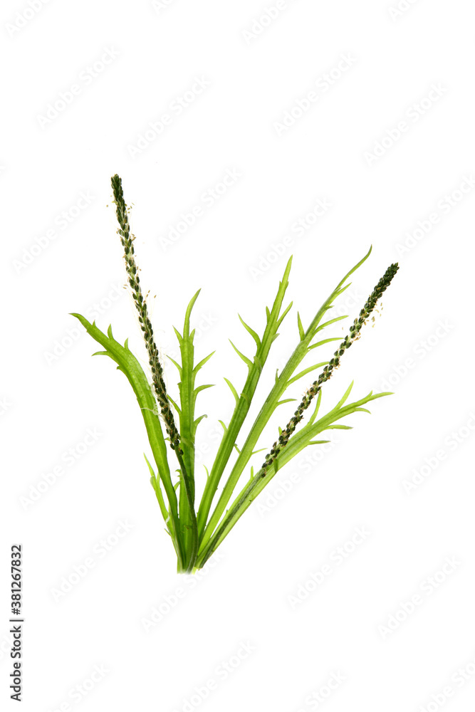 Hirschhornwegerich,Hirschhorn-Wegerich, auch Kraehenfuss-Wegerich,Schiltzblatt-Wegerich,Kapuzinerbart,Moenchsbart oder Ziegenbart genannt. Plantago coronopus... Hirschhornwegerich,Hirschhorn-Wegerich, auch Kraehenfuss-Wegerich,Schiltzblatt-Wegerich,Kapuzinerbart,Moenchsbart oder Ziegenbart genannt. Plantago coronopus...