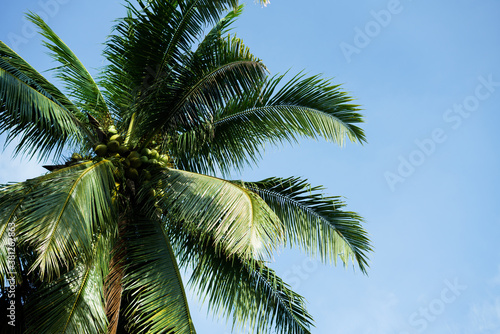 Coconut palm trees, beautiful tropical background