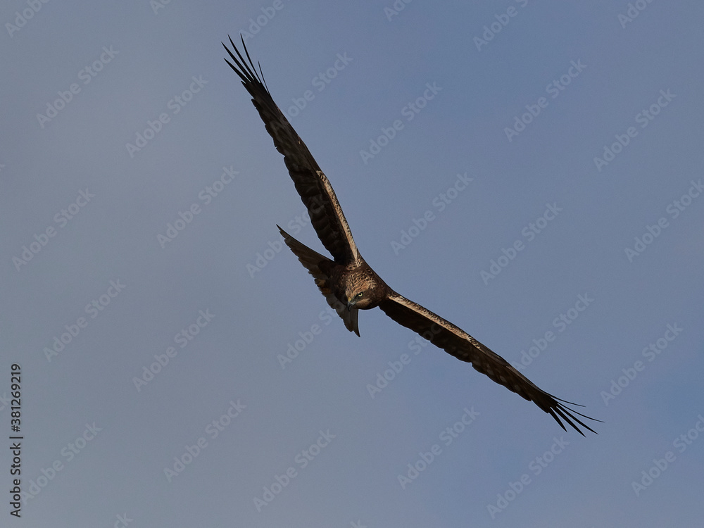 Western marsh harrier (Circus aeruginosus) harrier in its natural neviroment