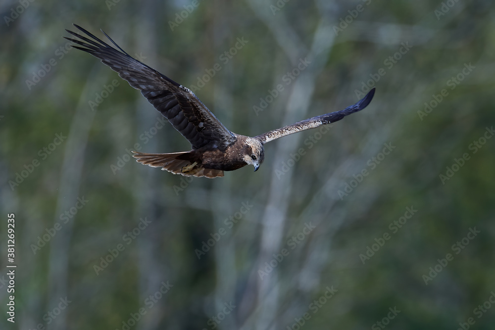 Western marsh harrier (Circus aeruginosus) harrier in its natural neviroment Western marsh harrier (Circus aeruginosus) harrier in its natural neviroment