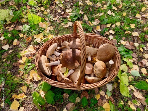 Podberezoviki white mushrooms in a wicker basket in the autumn forest photo