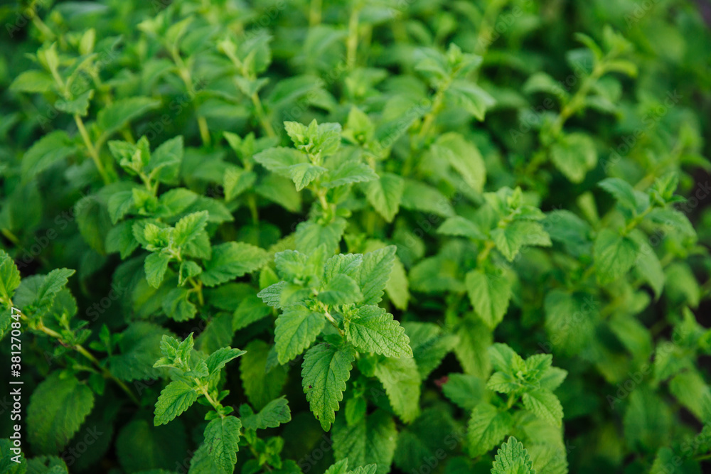 Fresh green mint leaves. Background with mint leaves. Ecology natural concept Fresh green mint leaves. Background with mint leaves. Ecology natural concept