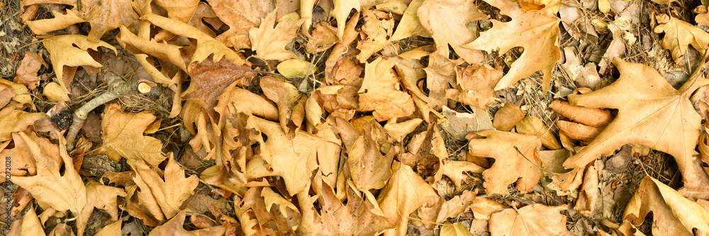 textured background of heap dry withered fallen autumn maple leaves of trees. banner textured background of heap dry withered fallen autumn maple leaves of trees. banner