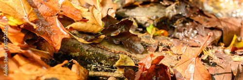 fallen autumn maple leaves are red and wet. banner