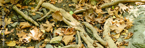 bare roots of trees protruding from the ground in rocky cliffs and fallen leaves in autumn. banner