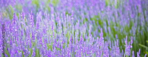 Beautiful image of lavender field.