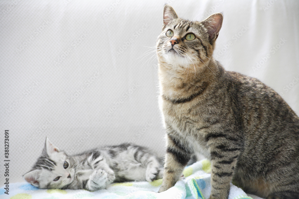 なかよし猫 なかよし猫
