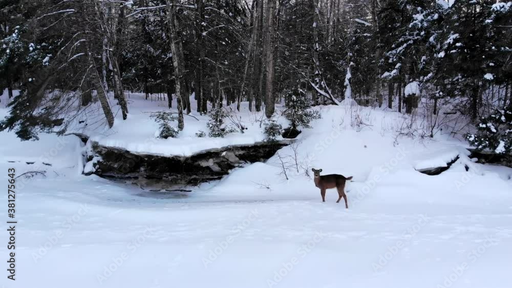 A deer staring curiously at the camera on a frozen snowy river in the winter at Quebec, Canada. A deer staring curiously at the camera on a frozen snowy river in the winter at Quebec, Canada.