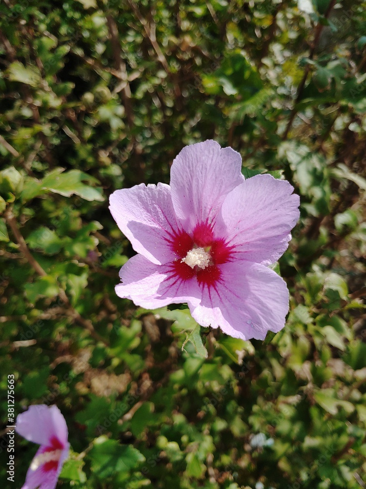 Rose of Sharon Rose of Sharon
