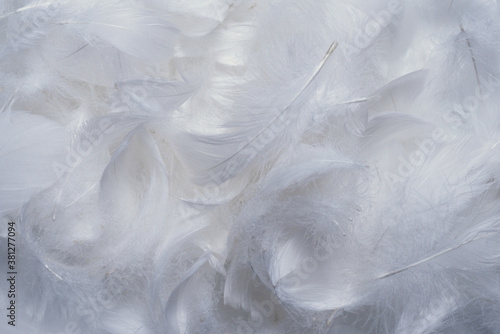 White soft feathers background.