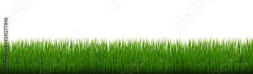 Green Grass Border Isolated White background, Vector Illustration