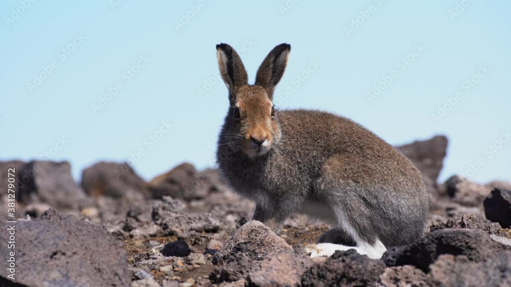 European cute hare sitting on a natural stone, Lepus europaeus European cute hare sitting on a natural stone, Lepus europaeus