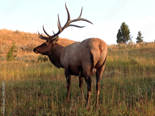 Big bull elk with large and multi-pointed antlers in the wild in Yellowstone national park during golden hour dawn