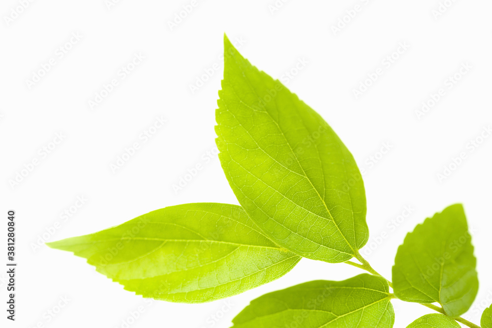 Obraz premium 葉っぱ