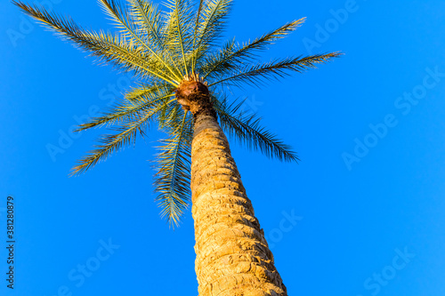 Green date palm tree against the blue sky. Looking up