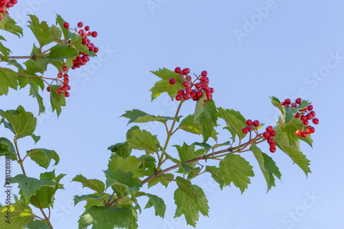 Branches of viburnum with ripe red berries against the sky