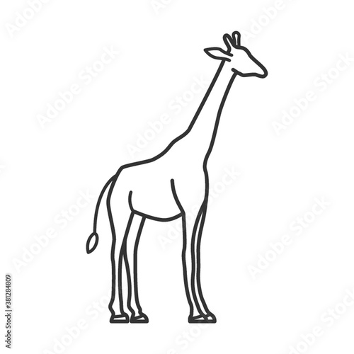 giraffe