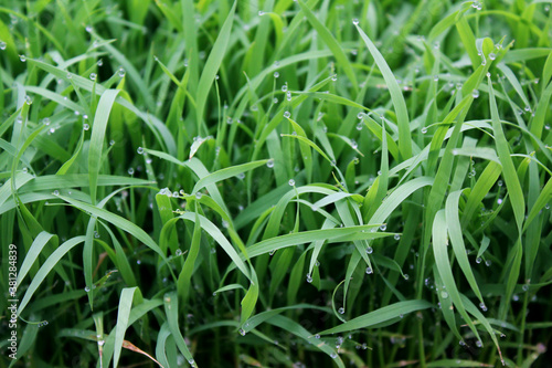 spring season abstract natural background of green rice farm close up with water drop . grass with water drops . 