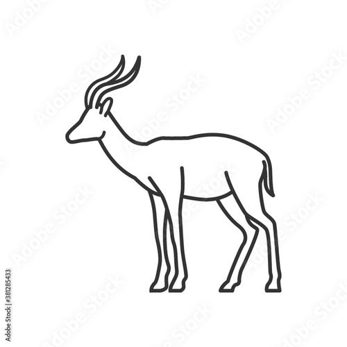 antelope