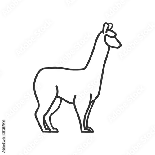 alpaca