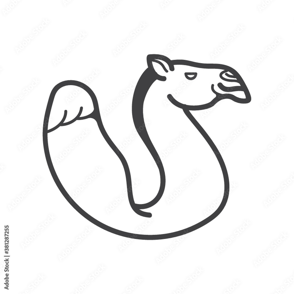 Fototapeta premium camel