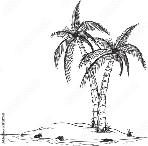 coconut trees in an island
