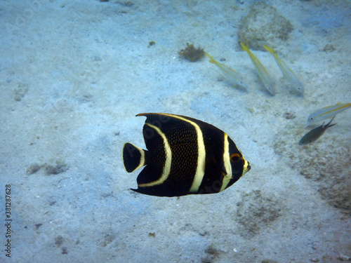 Wallpaper Mural diving curacao fish underwater wrack Torontodigital.ca