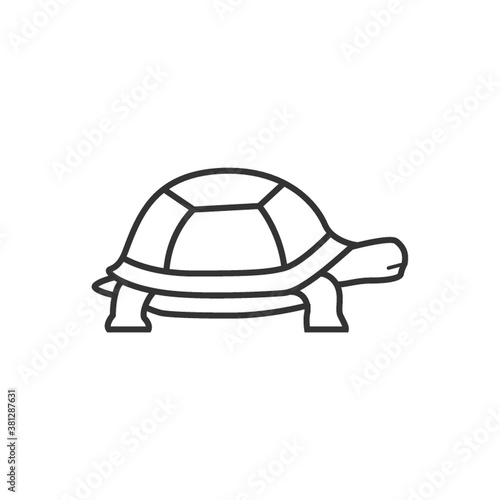 tortoise