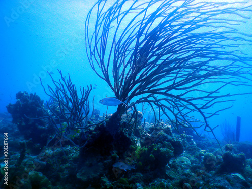 Wallpaper Mural diving curacao fish underwater wrack Torontodigital.ca