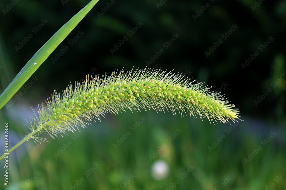 Setaria viridis or Green Bristle Grass, Green foxtail Setaria viridis or Green Bristle Grass, Green foxtail