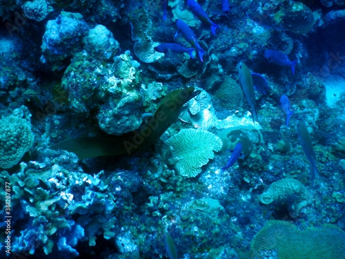 Fototapeta Naklejka Na Ścianę i Meble -  diving curacao fish underwater wrack