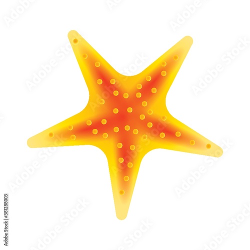 starfish