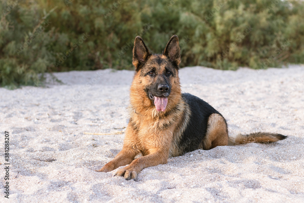 Beautiful German Shepherd dog lies on the sand at the beach, coniferous bushes on background. Purebreed animal. Home pet. Human best friend and guard.