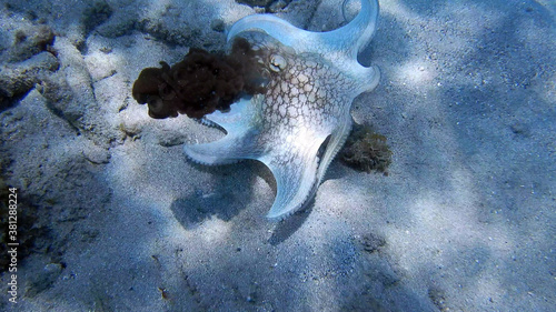 Wallpaper Mural diving curacao fish underwater wrack Torontodigital.ca