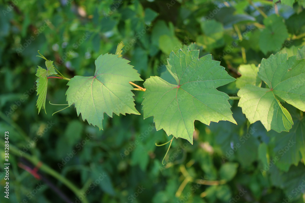 close up fresh Green grape leaves close up fresh Green grape leaves