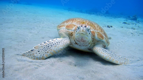 Wallpaper Mural diving curacao fish underwater wrack Torontodigital.ca