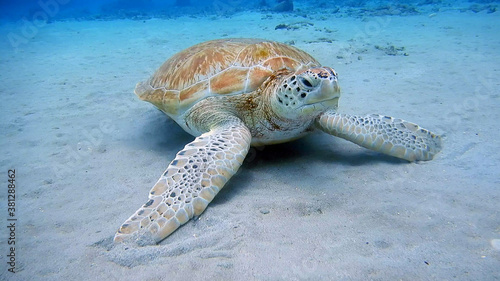 Wallpaper Mural diving curacao fish underwater wrack Torontodigital.ca