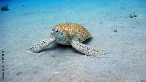 Wallpaper Mural diving curacao fish underwater wrack Torontodigital.ca