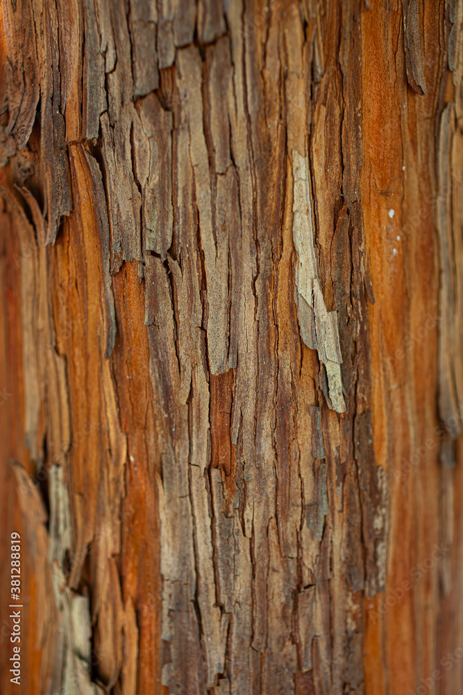 Strawberry tree bark