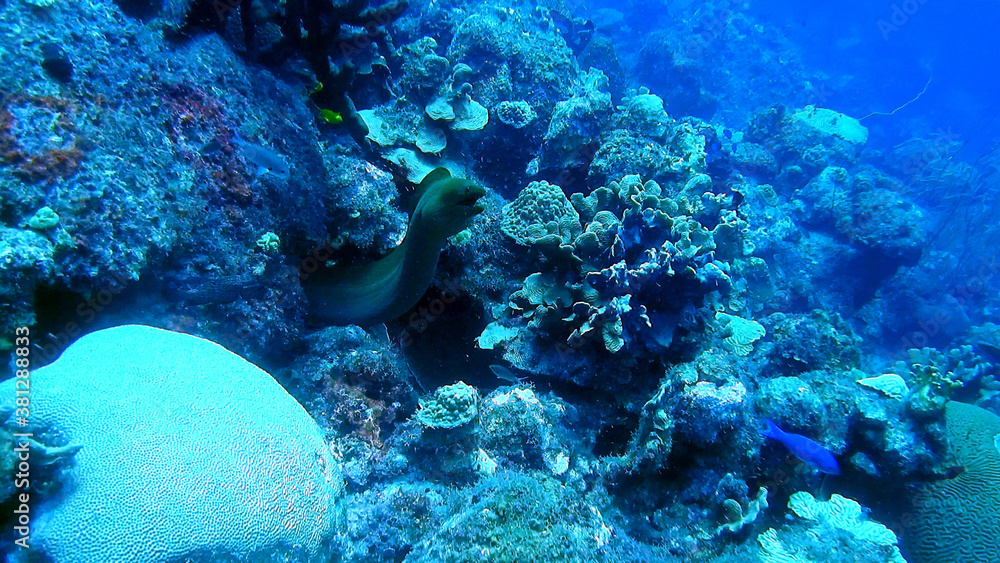 custom made wallpaper toronto digitaldiving curacao fish underwater wrack