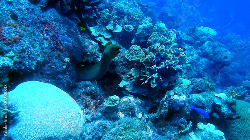 Wallpaper Mural diving curacao fish underwater wrack Torontodigital.ca