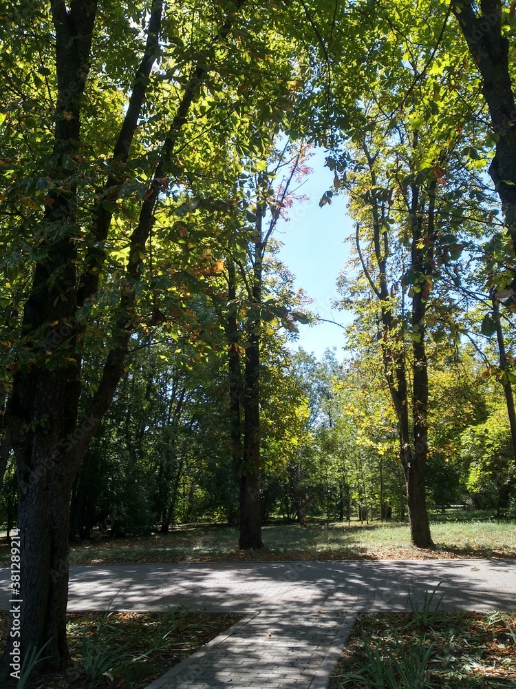 path in the forest