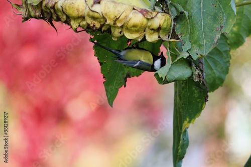 Great tit with a black head, a yellow belly and a blue-green back sits on the head of a ripe sunflower upside down on a sunny autumn day against a blurred background of red foliage. Tit and sunflower