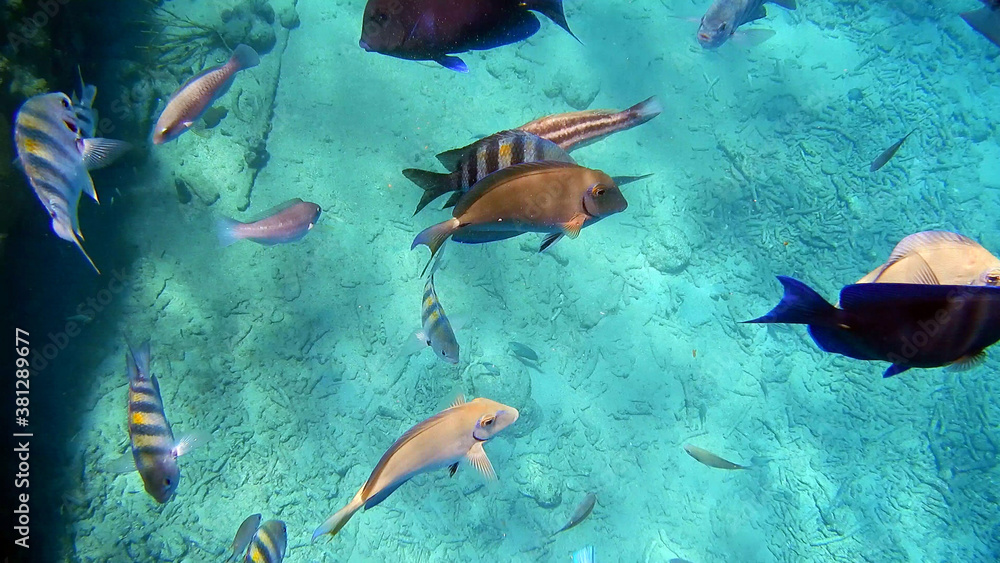 custom made wallpaper toronto digitaldiving curacao fish underwater wrack