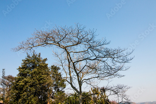 Leafless Tree in Silhouette Against Deep Blue Skly