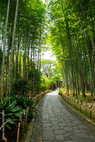 伊豆 修善寺の情緒豊かで安らぐ「竹林の小径」