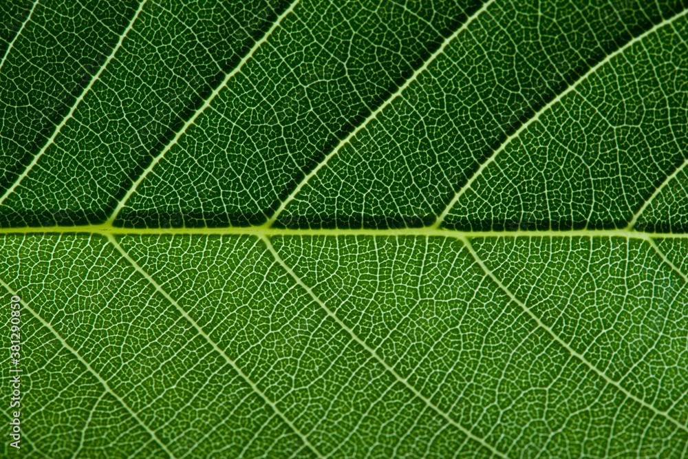 Obraz premium 葉っぱ