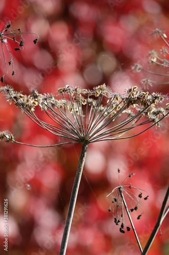 Dry brown umbrella plant with seeds on a stem on a colorful background of bright red foliage on an autumn sunny day. 
Natural autumn background. A closeup of an umbrella plant with seeds. Vertical.