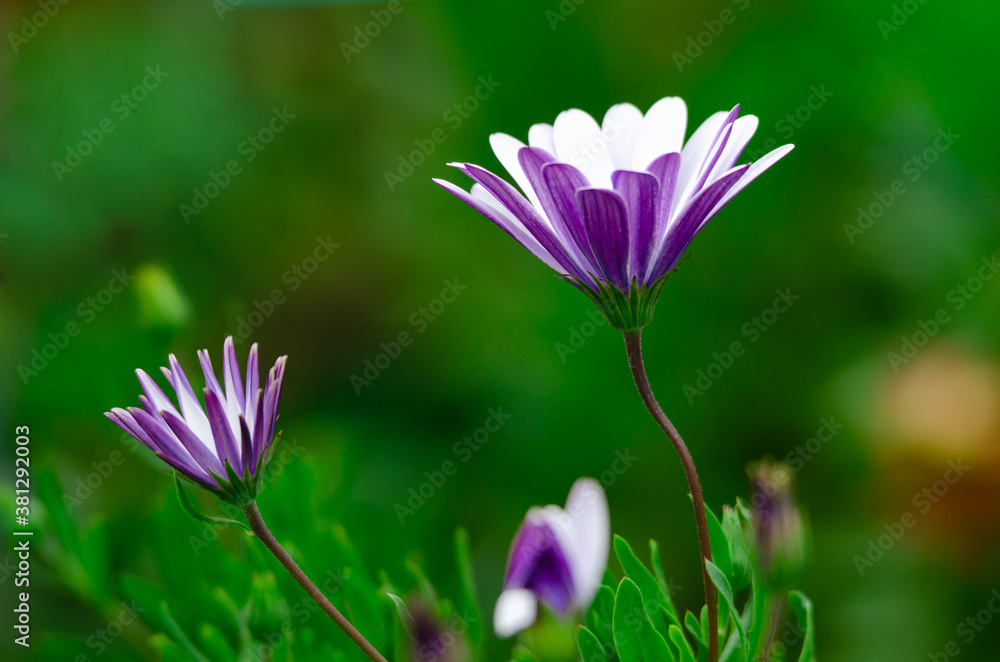 Beautiful blooming purple flowers in the garden Beautiful blooming purple flowers in the garden
